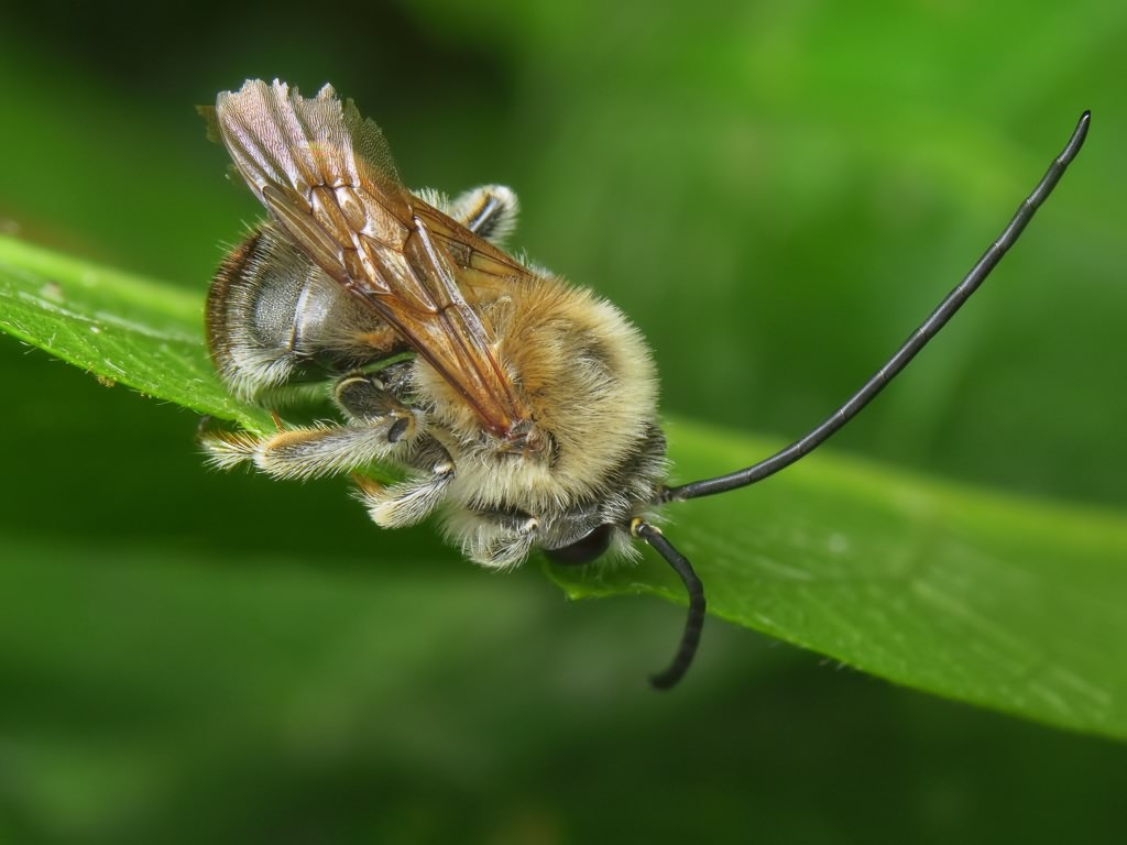 Eucera longicornis (Linnaeus, 1758)